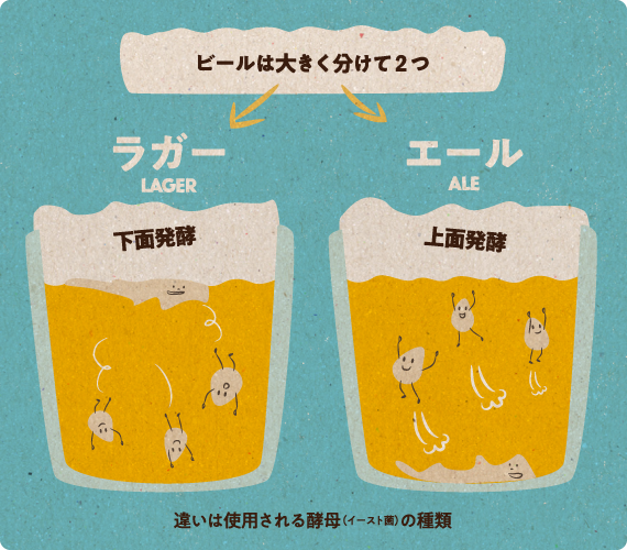 ビールは大きく分けて2つ